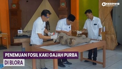 Temuan 2 Fosil Gajah Purba di Blora, Usianya Diduga 300 Ribu Tahun