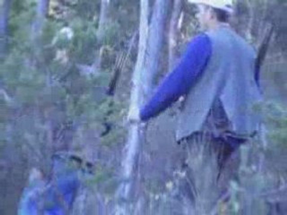 Chasse à la bécasse avec turbo au coullet de Preverdian