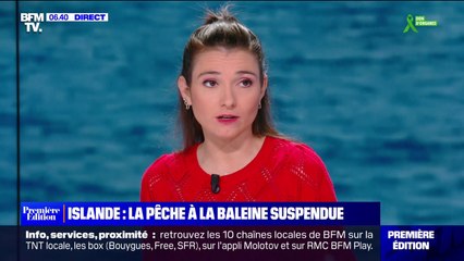 Pour respecter une loi sur le bien-être animal, le gouvernement islandais suspend la pêche à la baleine jusqu'à fin août