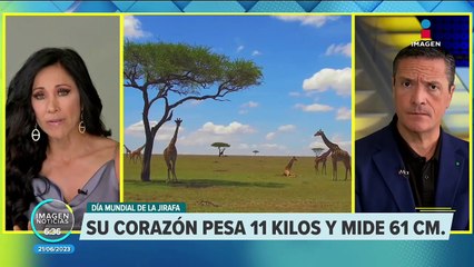 Datos curiosos de las jirafas