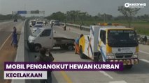 OKEFLASH: Mobil Pengangkut Puluhan Kambing Kecelakaan di Tol