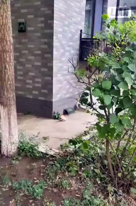 *بلّی سے بچہ گُم ہوگیا تھا جب ملا تو ماں نے ڈانٹا پھر