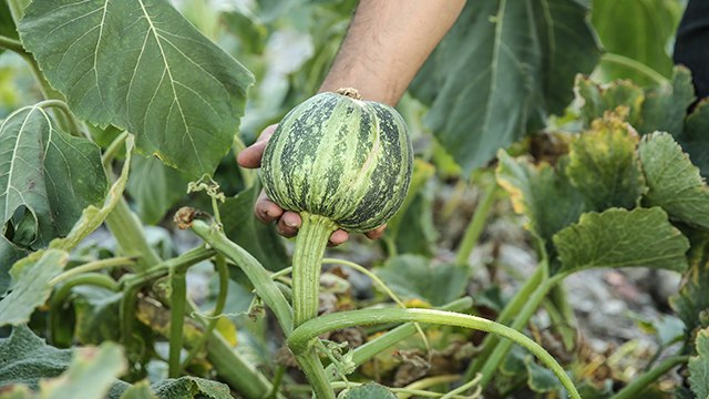 Konteyner çarşı, kuruyemişçinin enkazındaki ürünlerle yeşerdi