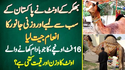 Bhakar Ke Oont Ne Pakistan Ke Sab Se Lambe Or Heavy Weight Janwar Ka Prize Jeet Lia