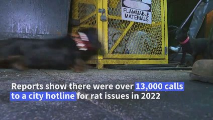 Dogs and cats join the US capital's long war on rats