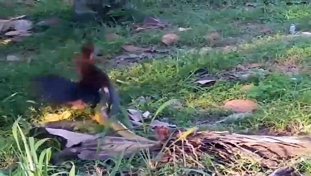 Top 4 Loài Chim Khắc Tinh Các Loài Rắn - Chim Ăn Rắn