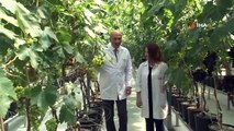 Manisa'da Topraksız Tarımla İlk Üzüm Hasadı Yapıldı