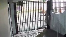Vídeo flagra ação de dupla que caiu em piscina antes de serem presos pela PM