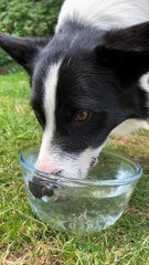 Border Collie Loves Blowing Water Bubbles
