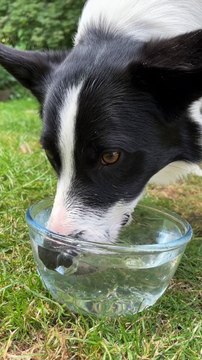 Border Collie Loves Blowing Water Bubbles