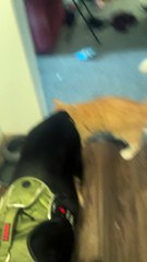 Cat Can't Drink When Dog Is In The Way