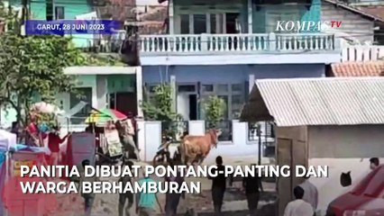 Panitia dan Warga Lari Tunggang Langgang Menghindari Sapi yang Berontak Tak Mau Disembelih