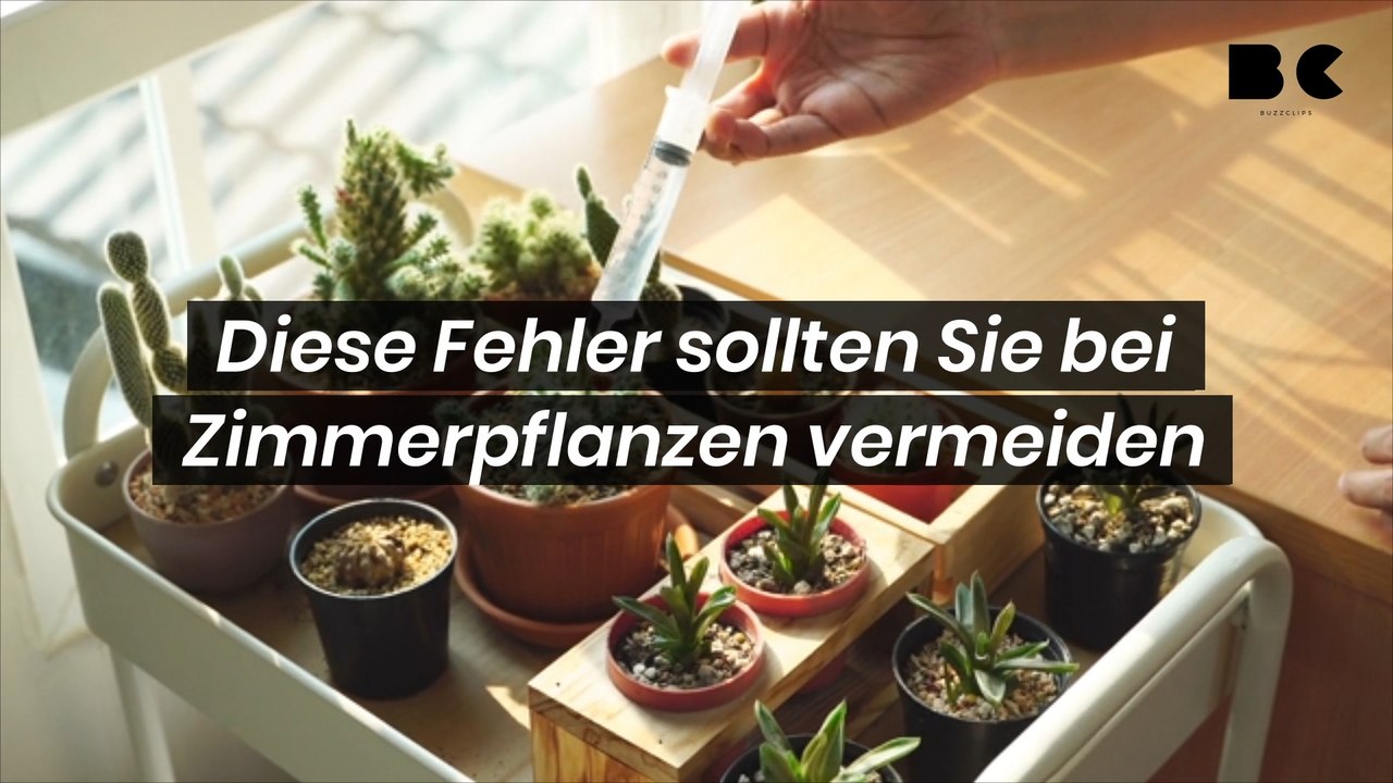 Diese Fehler sollten Sie bei Zimmerpflanzen vermeiden