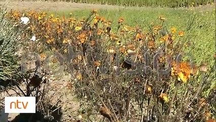 Télécharger la video: Heladas afectaron cultivos en cinco comunidades del municipio de Quillacollo