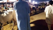 New i15 Cow mandi islamabad 2023 _ Animal Purchasing for Qurbani _ Eid ul adha 2023 _ bakra eid 2023