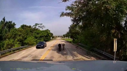 Cows Fall Out Of Trailer On Roadway