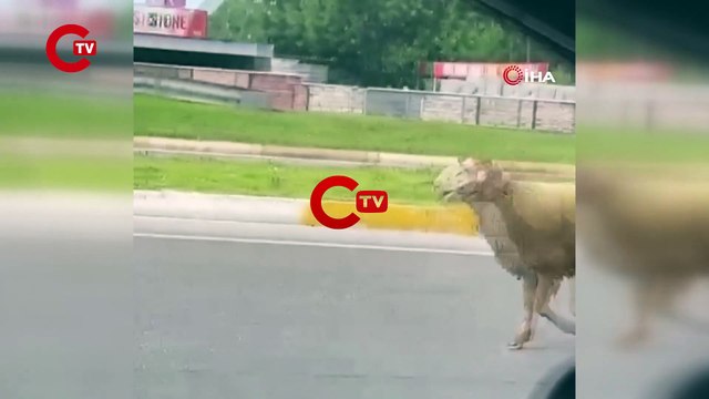 Sahibinden kaçan kurbanlık kuzu plajı birbirine kattı