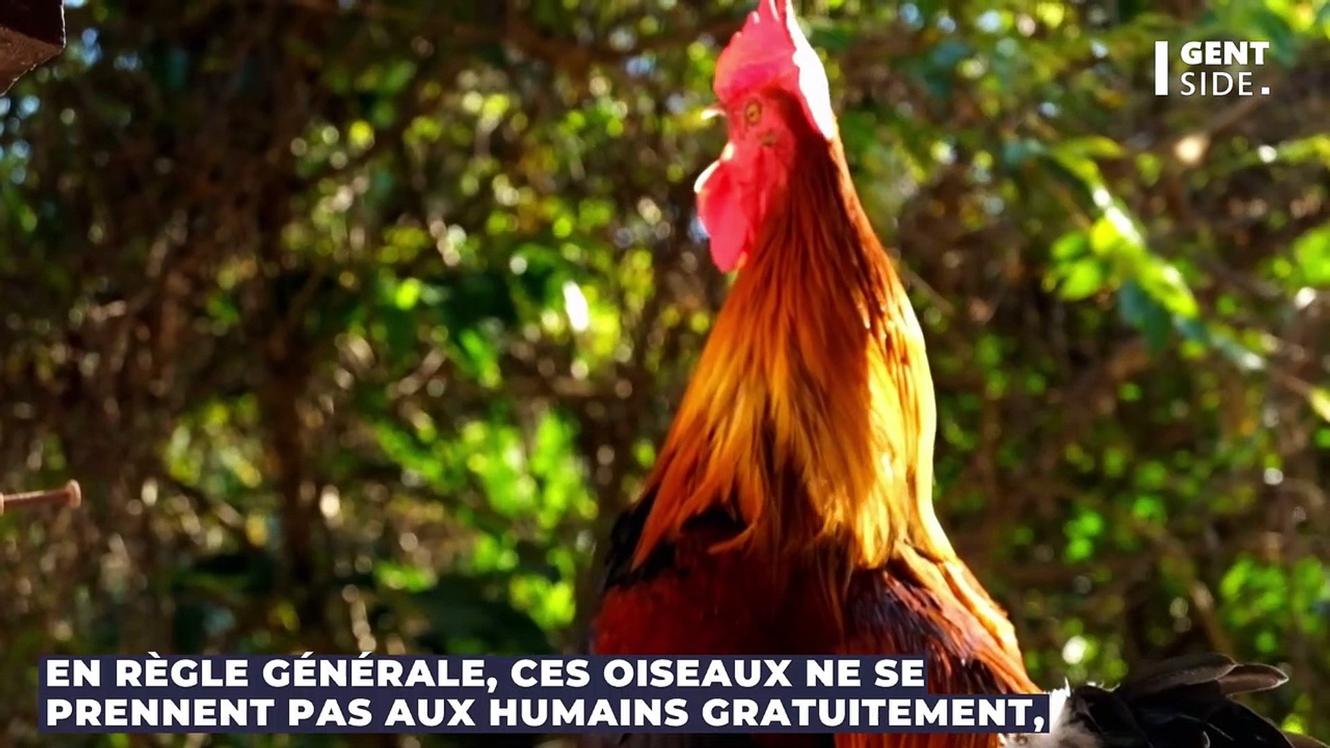 Le coq s'en sert pour attaquer sales