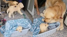 Dog Who Carried Toy Dog Around For Companionship Finally Gets His Own Puppy | Happily TV