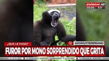 Los insólitos gritos de un mono que son furor en las redes