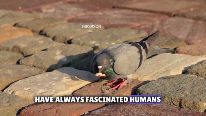 Discover the Fascinating History and Symbolism of Pigeons 🕊️