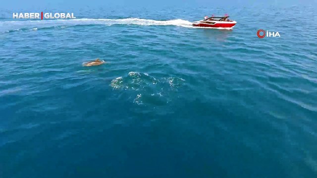 Yunusların avlarını yakalama anı saniye saniye görüntülendi