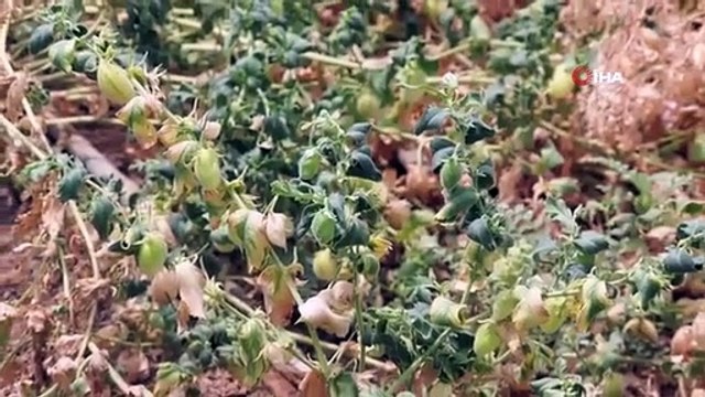 Découverte d'une souche de pois chiche résistante à la sécheresse, l'Australie, les États-Unis, le Canada et l'Europe demandent à étudier la souche