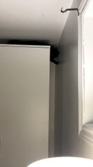 Cat Has A Unique Way of Getting Down