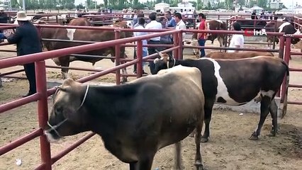 Van'da Kurbanlık Hayvanlar Görücüye Çıktı