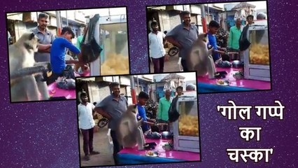 गपा-गप गोलगप्पे डकार रहा ये लंगूरी बंदर, क्या आप दे सकते हैं इसको टक्कर?