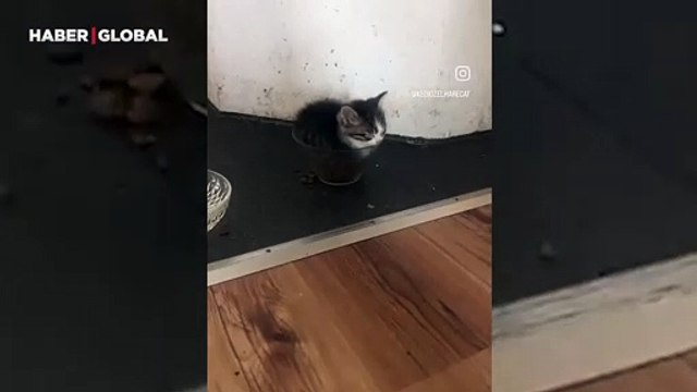 Mamasını kimse yemesin diye, kabın içine yatıp uyuyan kedi kahkahaya boğdu