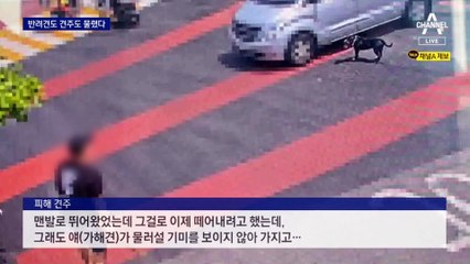 반려견 죽고 주인도 물렸다…목줄도 입마개도 없어