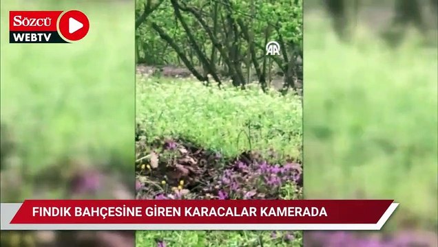 Fındık bahçesine giren karacalar cep telefonuyla görüntülendi