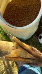 Muntjac Deer Looks Like a Space Alien