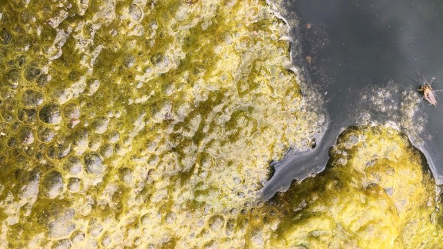 Dog owners warned over toxic blue-green algae on lakes and ponds - LiverpoolWorld Headlines