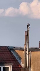 Dove Enjoys a Ride on a Rotating Chimney Cap