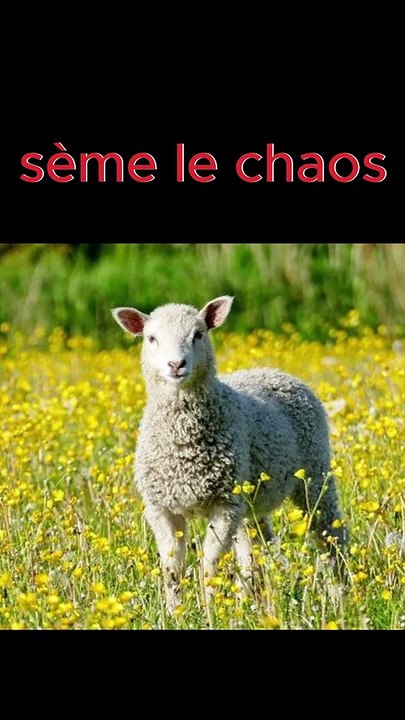 Un mouton sème le chaos !
