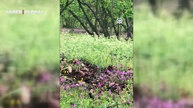 Fındık bahçesine giren karacalar cep telefonuyla görüntülendi