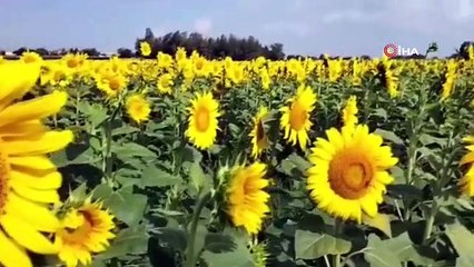 Osmaniye'de Ayçiçeği Ekim Alanı Genişliyor