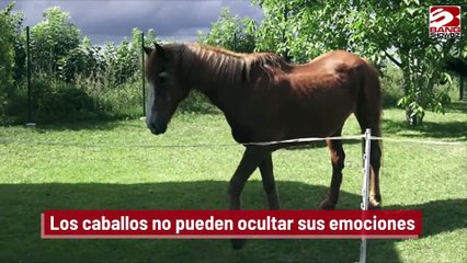 Los caballos no pueden ocultar sus emociones