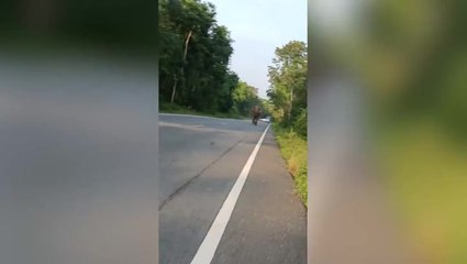 ‘Angry’ Elephant chases a motorcyclist riding down forest road