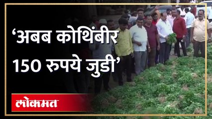 NASHIK | नाशिकमध्ये कोथिंबीरच्या जुडीला 150 रुपये भाव; सामान्यांचे बजेट कोलमडणार