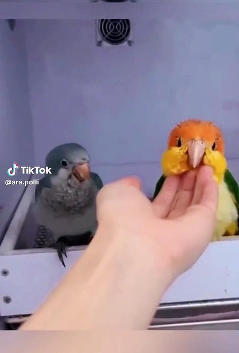 Love birds