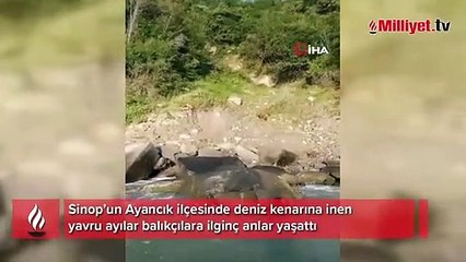 Amatör balıkçılar deniz kenarındaki yavru ayıları besledi