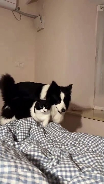 cat Cutest thing you'll see today