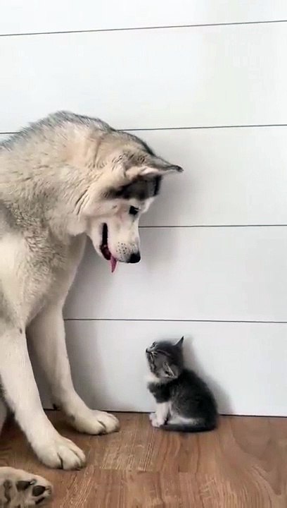 cat Cutest thing you'll see today