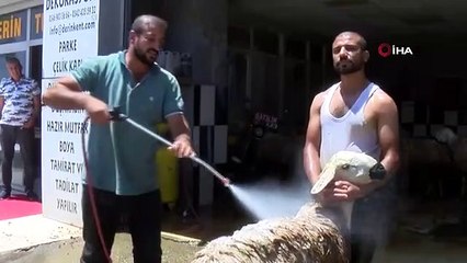 Kurbanlık koyunlar oto yıkamada yıkandı, tepki çekti