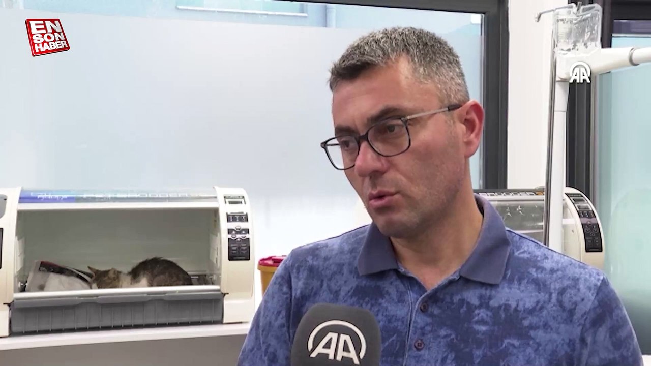 Ağda bantlarıyla işkence yapılan kedi bulundu: Üsküdar Belediyesi sahip çıktı