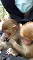 You know how to keep warm#pets#monkey