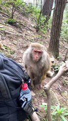 Zhang Xiaoxiao#monkey #cute #pet #animal #fyp